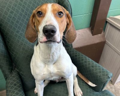 Maggie - Treeing Walker Coonhound Female Dog for Adoption