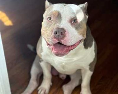West - American Bulldog Male Dog for Adoption