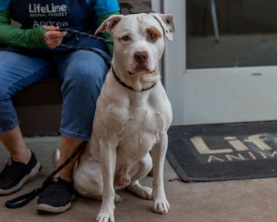 Frosty - Mixed Breed Male Dog for Adoption