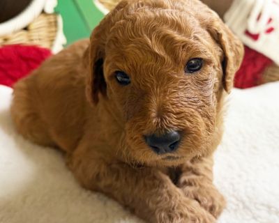 Hi everybody! My name is Peya. First, I'd like to register a doggy complaint! It is really, really hard to type with paws! They told me I have to tell the world about how wonderful I am, so here goes nothing. I have the softest, fluffiest, and most beautiful coat that you will ever see! Everyone loves to pet me, and I don't mind at all! I can lay there for hours soaking up every bit of affectio...