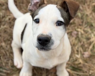 Hello, my name is: Hawkeye Approx. DOB: 08/04/2025 Sex/Breed: Male hound/terrier mix Weight: 17 lbs Rescued from: Abandoned Found abandoned on the side of the road, Hawkeye and Natasha started life in a tough spot - scared, alone, and unsure of what would come next. Thankfully, those days are behind them. They're now safe in a loving foster home, where they're learning what it means to be cared...