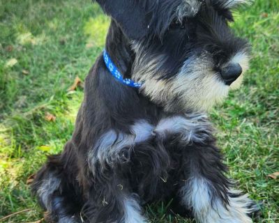 1 Male Miniature Schnauzer Puppy for Sale