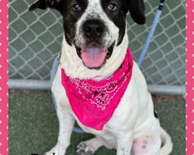 ZURI - Hound (Unknown Type)/Pit Bull Terrier Mix Female Dog for Adoption