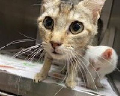 Sabrina - Domestic Shorthair Female Cat for Adoption