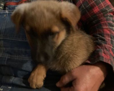 Adorable German shepherd mix puppies ready now