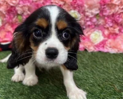 Moe - Male Cavalier King Charles Spaniel Puppy for Sale