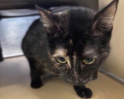 Theia - Domestic Shorthair Female Cat for Adoption