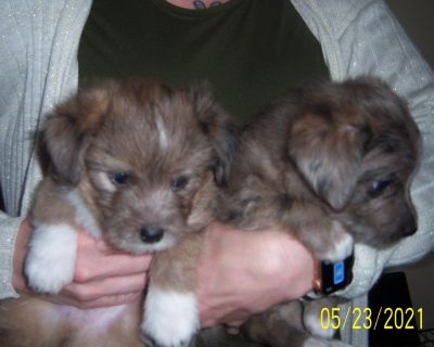 YORKIE/BISCHON FREZ MALE PUPS 7 WKS 650.00