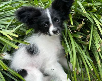 Papillon Puppies Ready For Sale /Adoption