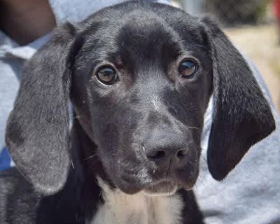 Carson - Border Collie/Labrador Retriever Mix Male Puppy for Adoption