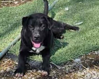 Jones - Labrador Retriever/American Staffordshire Terrier Mix Male Puppy for Adoption
