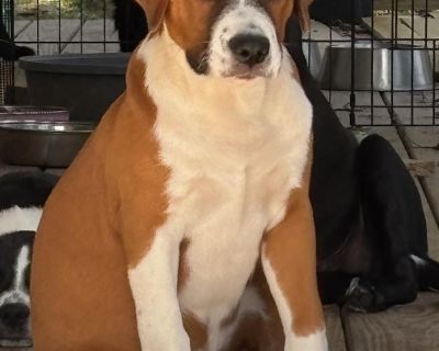 Piper - Playful & Loving! - Boxer & Bulldog Mix Female Puppy for Adoption