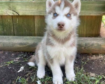 3 Male and 4 Female Siberian Husky Puppies for Sale