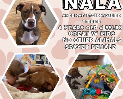 Nala - American Staffordshire Terrier Mix Female Dog for Adoption