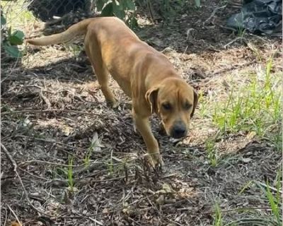- Male Puppy American Staffordshire Terrier / Pit Bull for Adoption