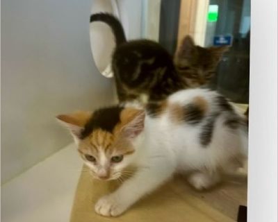 Cruzan, Minky, Maude - Female Kitten Domestic Cat for Adoption
