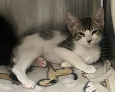 Starfish - Domestic Shorthair Female Kitten for Adoption