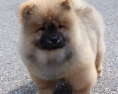 2 Male and 1 Female Chow Chow Puppies for Sale