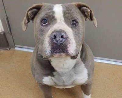 Larry - Staffordshire Bull Terrier Male Dog for Adoption