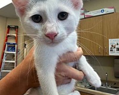 Maxwell - Domestic Shorthair Male Kitten for Adoption