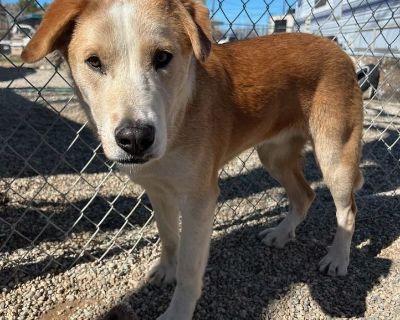 Toby - German Shepherd Dog & Husky Mix Male Puppy for Adoption