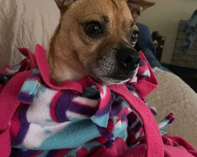 Introducing Enzo! He is such a sweet shadow dog that loves to be held and is great with other dogs. He follows you everywhere and listens very well. He also sleeps quietly all night in his crate after being tucked in under a blanket. Outside he goes to the bathroom quickly and often has the zoomies. He needs about 10-15 minutes to meet new people and does not like unfamiliar hands coming toward...