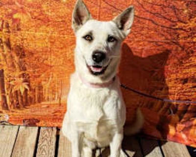 Cherie - Australian Cattle Dog Female Dog for Adoption