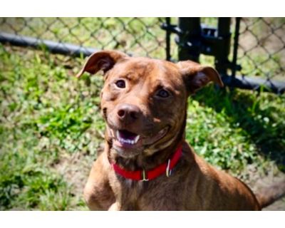 Knoxx - American Pit Bull Terrier/Mixed Breed (Medium) Mix Male Dog for Adoption