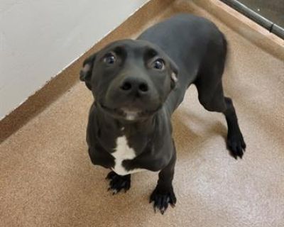 TOAD - Pit Bull Terrier & Labrador Retriever Mix Male Puppy for Adoption