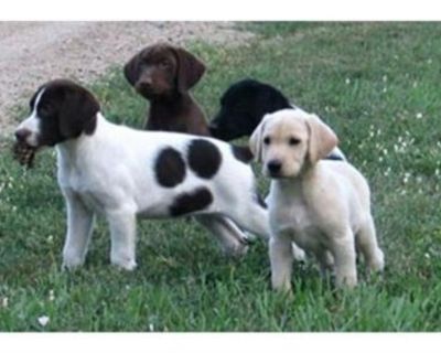 Hybrid Retriever Puppies Available