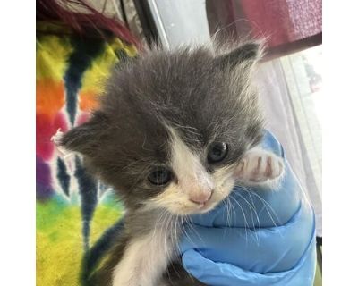 Chicken - Domestic Longhair Female Cat for Adoption