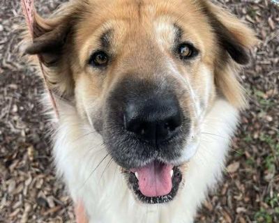 Mia Monroe - Australian Shepherd & Shar-Pei Mix Female Dog for Adoption