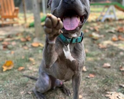 Auddie - Pit Bull Terrier & American Bully Mix Male Dog for Adoption