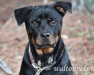 Precious #16289 - Rottweiler Female Dog for Adoption