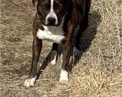 Nubsey - Female Puppy Staffordshire Bull Terrier / Boxer for Adoption