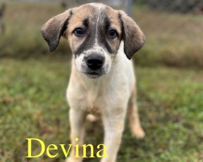 Health Vaccinations up to date, spayed / neutered.. Puppy Female Large