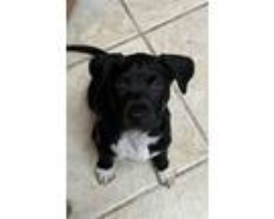 Adopt Katie a Pit Bull Terrier, Black Labrador Retriever