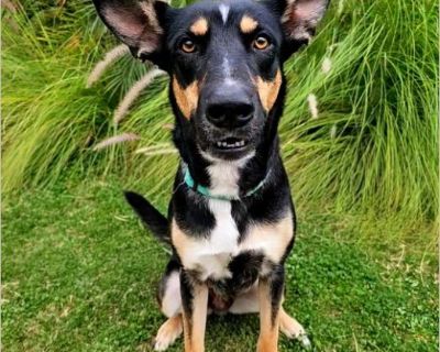 Bunny - Female Puppy German Shepherd mix for Adoption