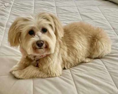 Khloe - Havanese Female Dog for Adoption