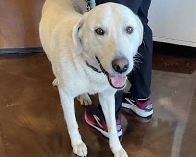 June Carter Cash - Akbash Female Dog for Adoption