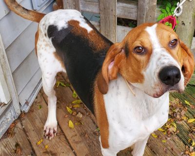 Carson - Treeing Walker Coonhound Male Dog for Adoption