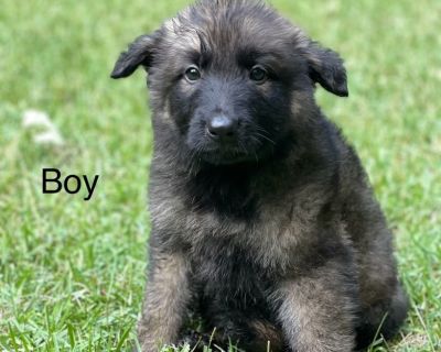 3 Male and 3 Female German Shepherd Dog Puppies for Sale