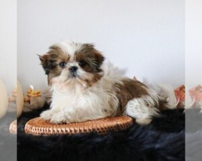 Penny - Female Shih Tzu Puppy for Sale