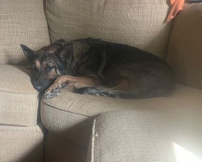 Male German Shepherd need a home ASAP