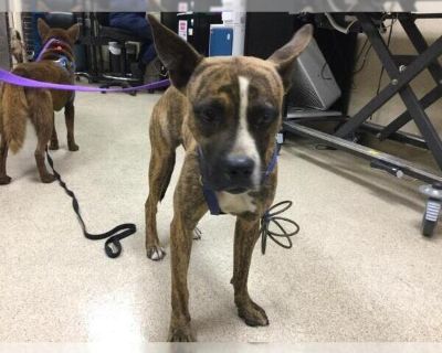 Dog - Boxer Mix Male Puppy for Adoption