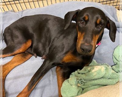 Willow - Doberman Pinscher Female Adult Dog for Adoption