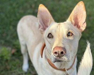 Shep - German Shepherd Dog Male Dog for Adoption