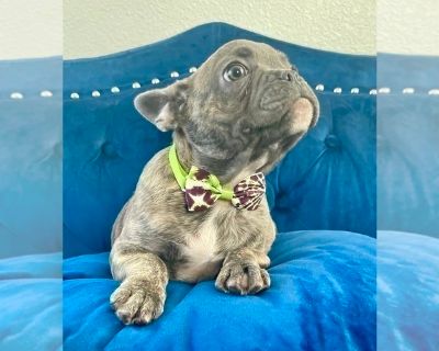 BENTLEY - French Bulldog Male Puppy for Adoption