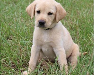 Zeus - Labrador Retriever Male Puppy for Adoption