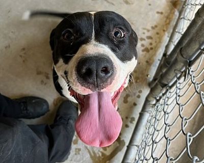 Mars* - Pit Bull Terrier Male Dog for Adoption